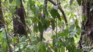 Petite salope tatouée se laisse prendre comme une chienne dans la forêt